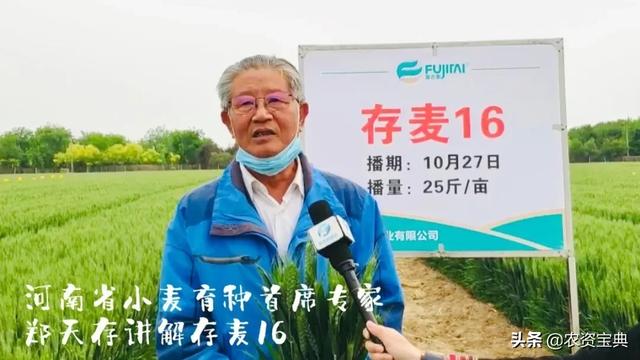 存麦16郑麦618漯麦163郑麦129四大国审小麦齐聚首