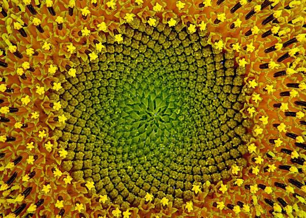 自然中的数学▏这些自然界中的几何图形足够惊艳孩子了