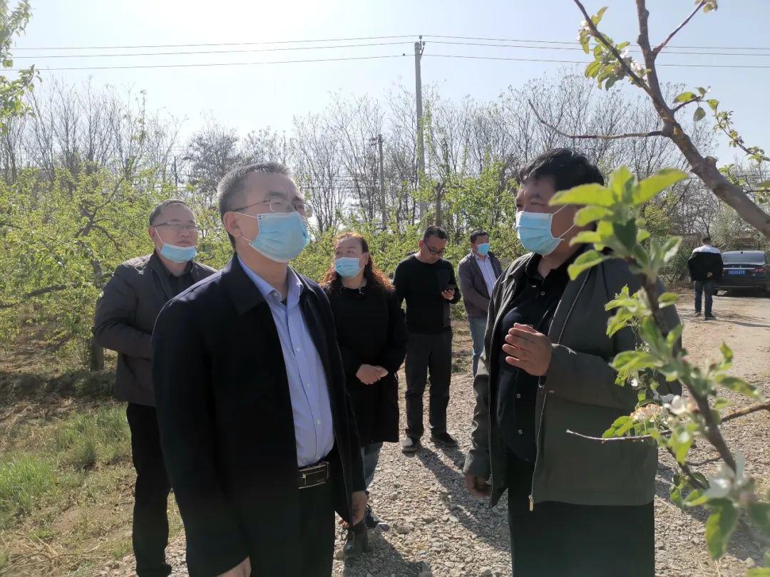 张自力调研检查农作物低温霜冻受灾救治情况