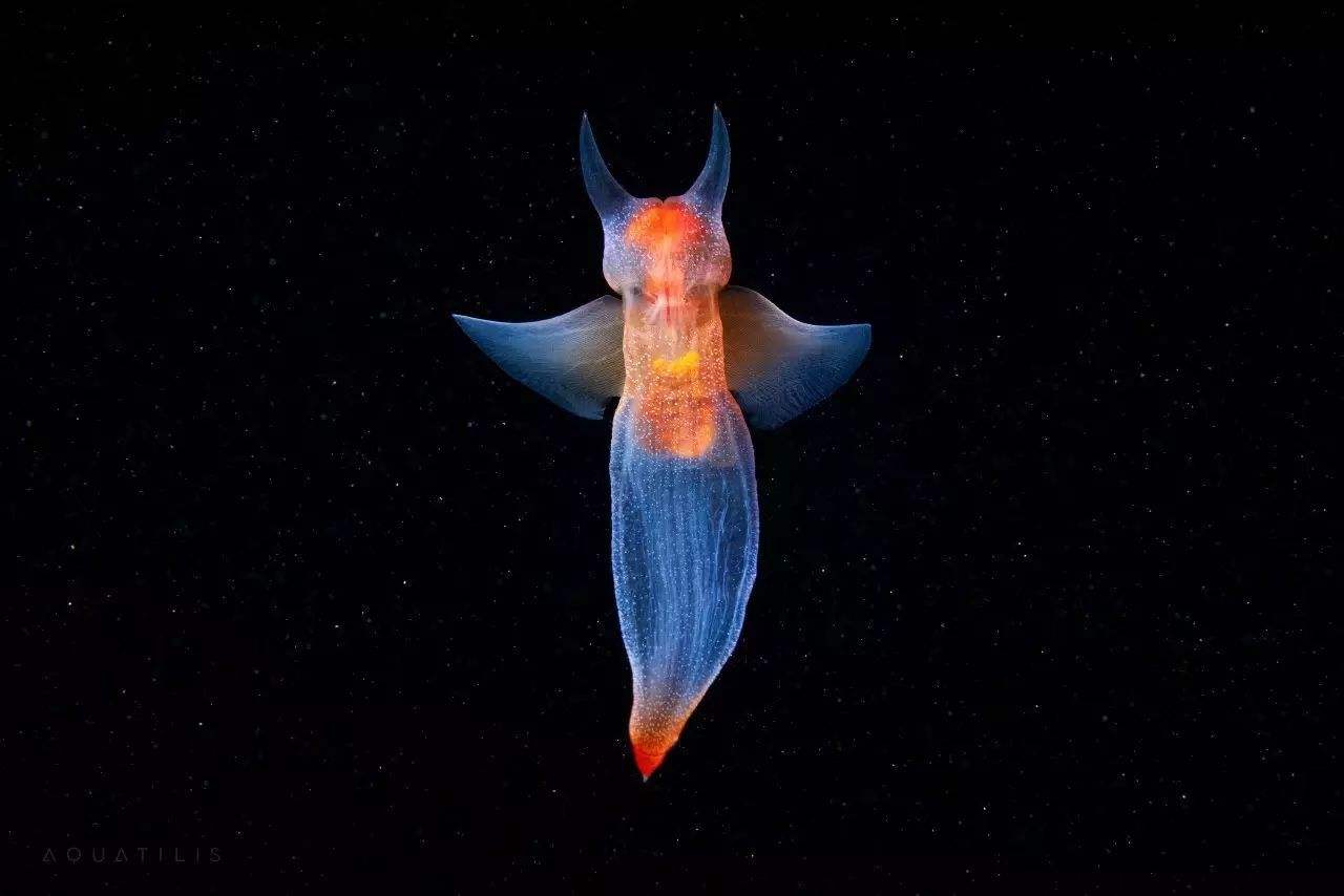 被俄潜水员拍到的裸海蝶号称冰之精灵进食时犹如外星异形