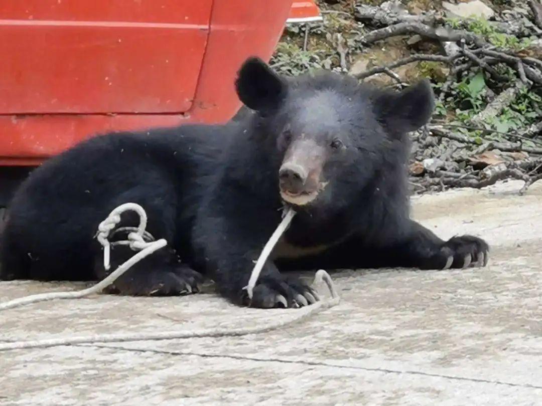 中國野生動物保護法將黑熊列為二級保護動物.