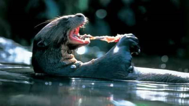 原创超大的鳄龟下水捕食不料却被一只大老鼠袭击画面不忍直视