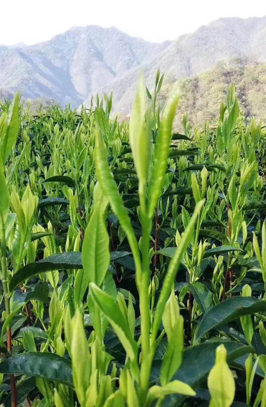 茶林场 · 认证|上海市黄山茶林场太平猴魁茶获准使用地理标志产品