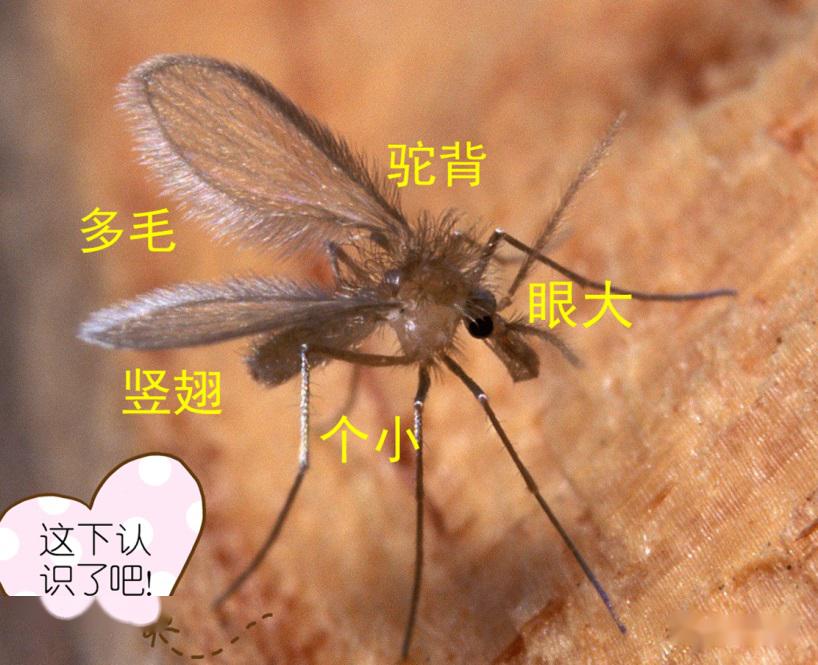 关于黑热病的常见问题河南疾控为您一一解答