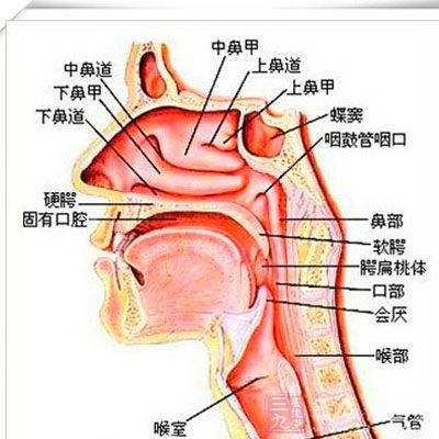 鼻炎鼻窦炎是一回事儿吗看中医如何解决