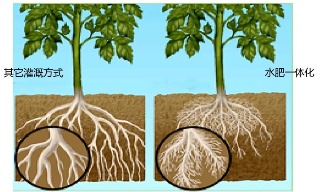 保根就是保命论作物根系与水肥的重要关系