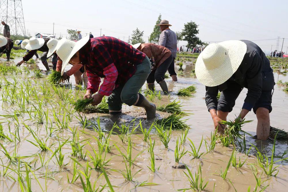 全力以复春耕不辍下渚湖第二届插秧节今日举行