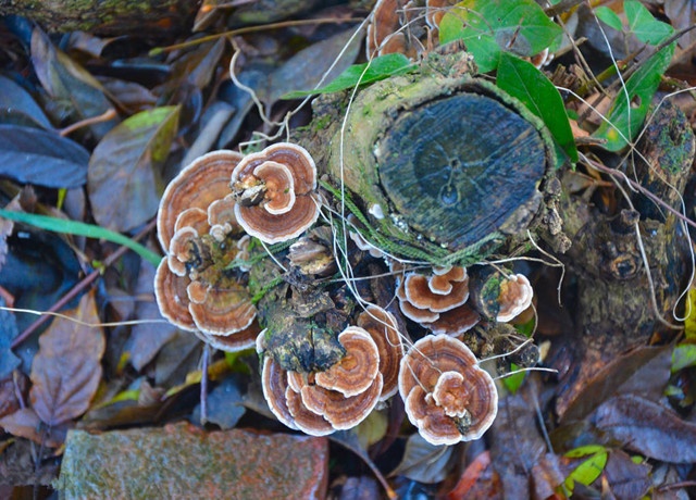 它是肝病"克星",云南农村很常见,被药王孙思邈称之为肝病良药