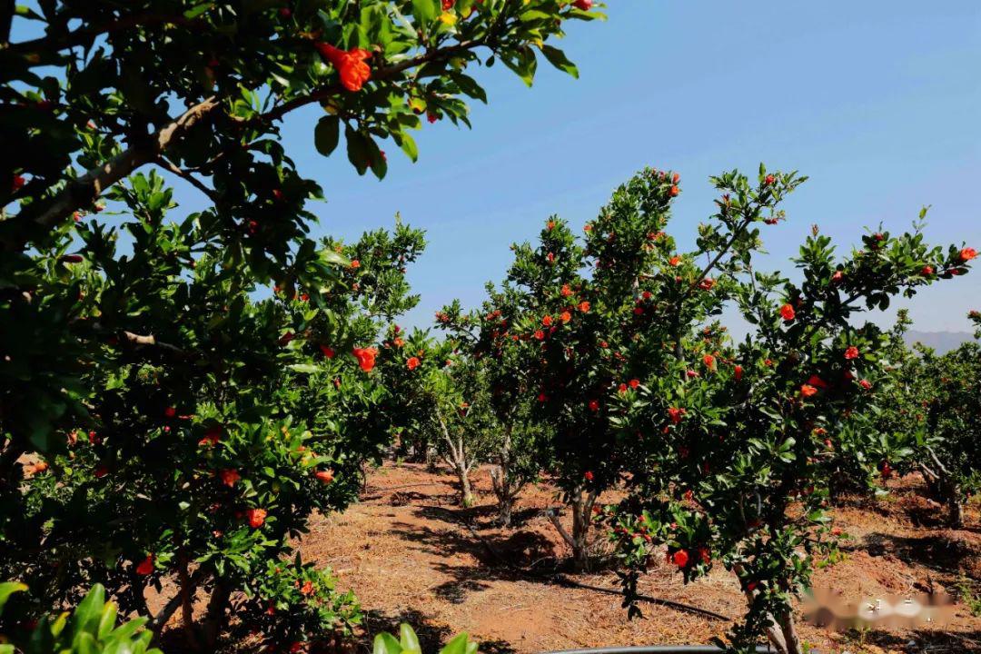 震撼!会理数十万亩石榴花开正艳