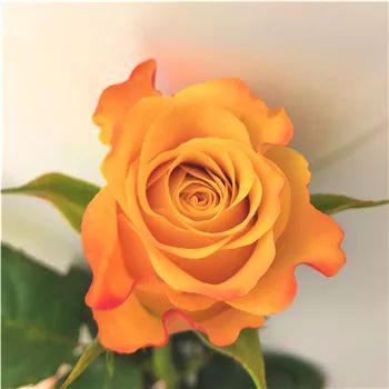 金色海岸闪着光芒的金色花瓣质感轻盈层次丰富