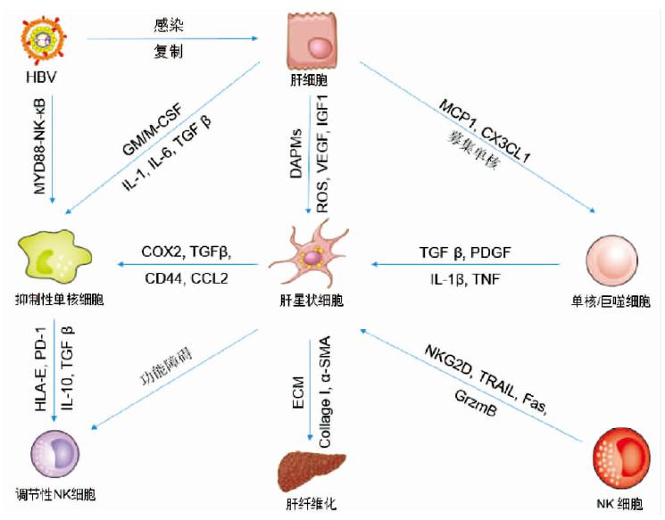 肝脏细胞示意图图片