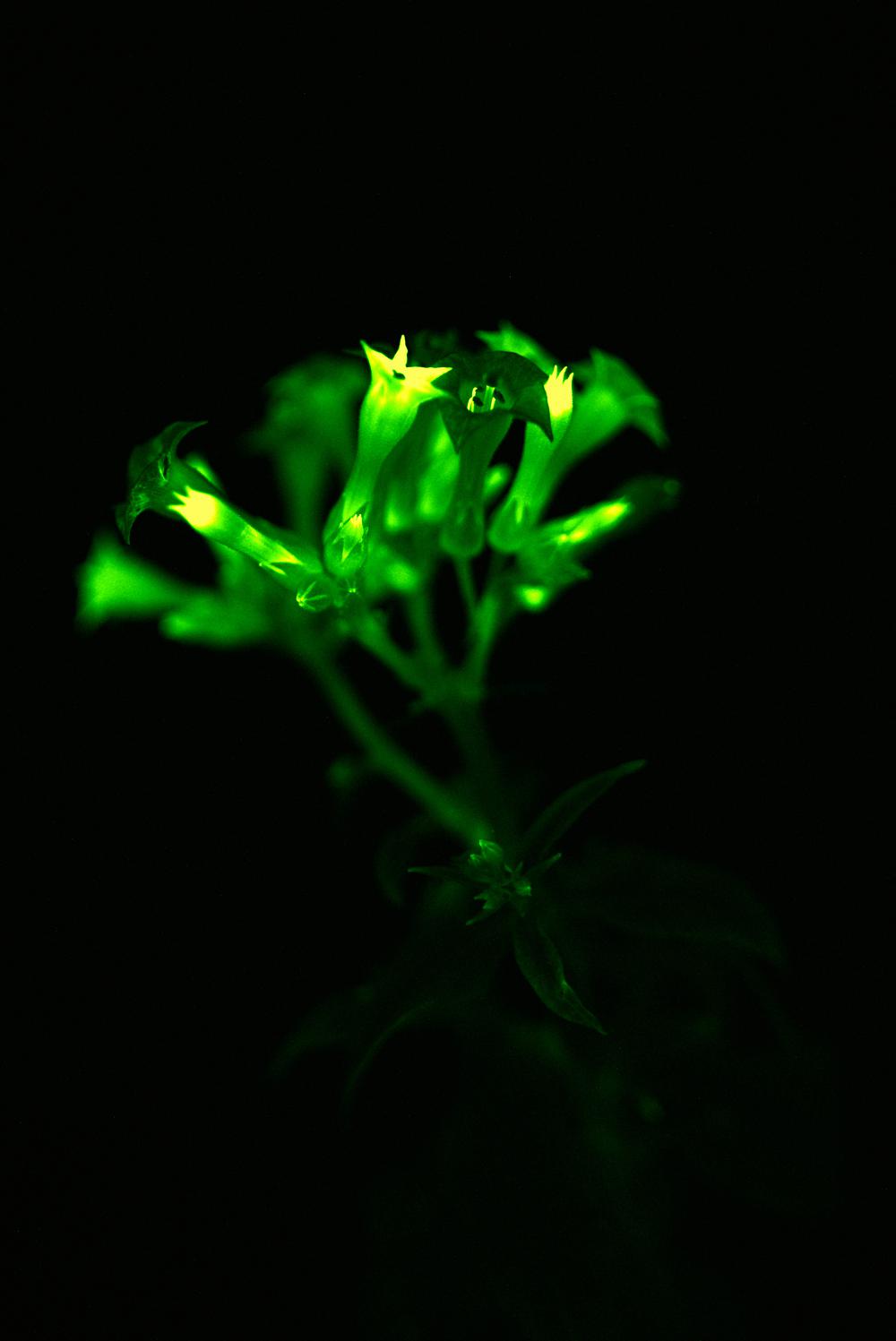 amazing阿凡达神树成真科学家创造出可终生发光的植物