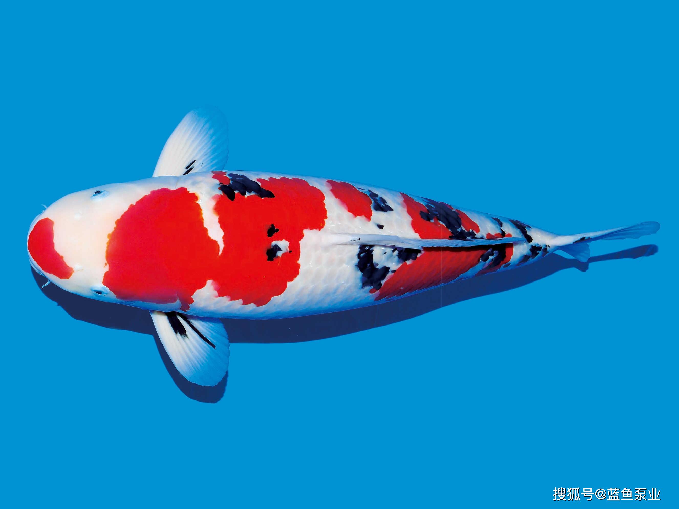 日本锦鲤真实图片