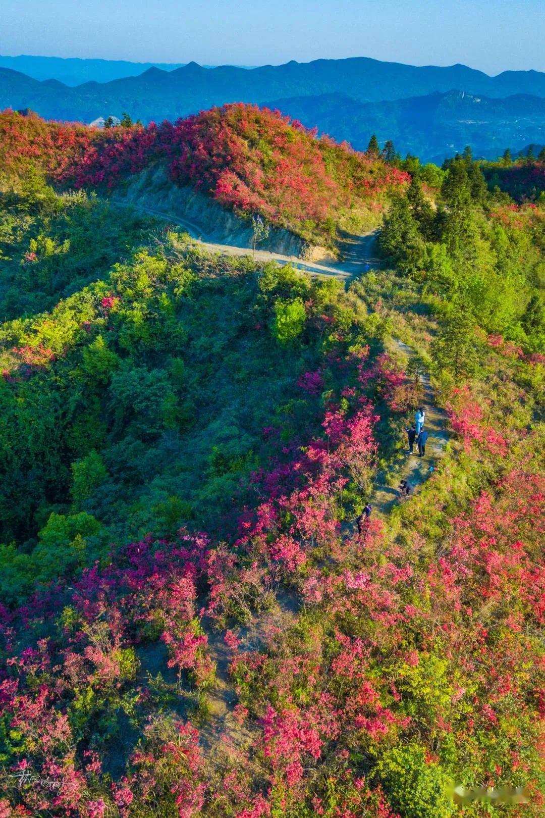 驚豔秀山有個網紅山紅色映山紅美得不像話錯過再等一年