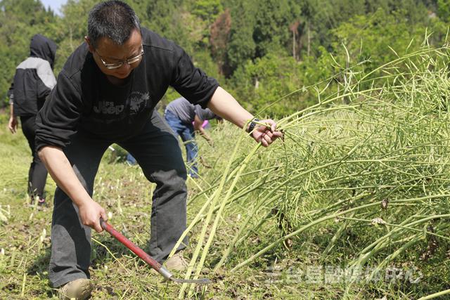 脱贫户油菜收割缺人手脱贫攻坚队来帮忙