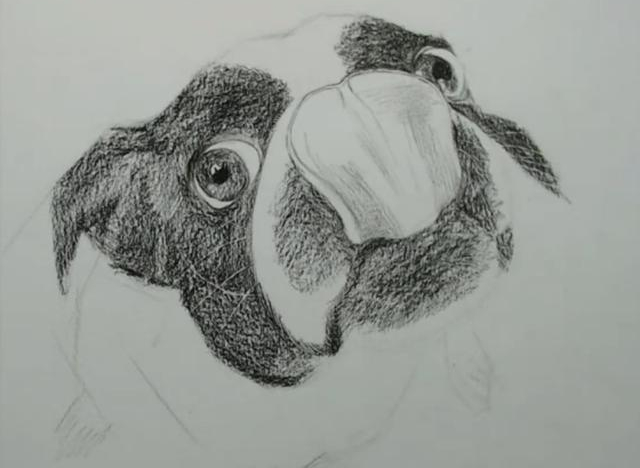 素描狗狗如何画?压痕笔作出毛发效果,栩栩如生的京巴就这样画出
