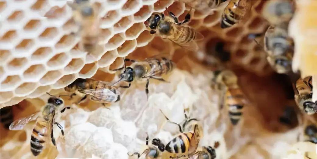 小蜜蜂是唯一的"酿造师".