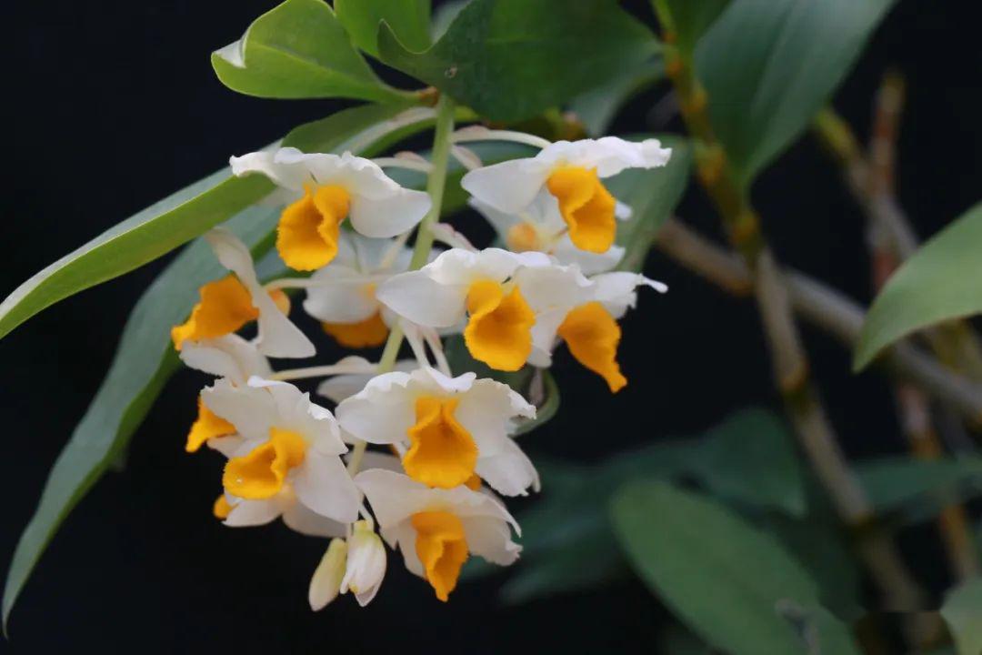 植物叶面有无数的气孔,这些气孔可以吸收空气中的二氧化硫,氟,氯