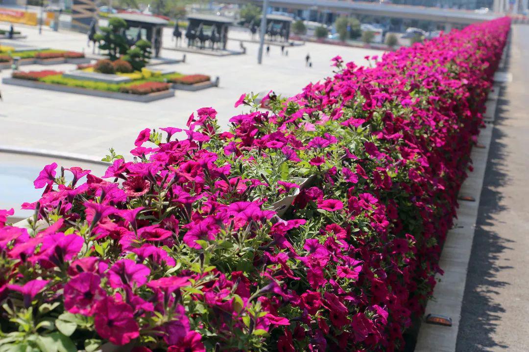 我们约卉吧商河温泉花卉扮靓济南大街小巷