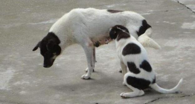 6,贲都田园犬7,玄卫田园犬待补充.返回搜狐,查看更多