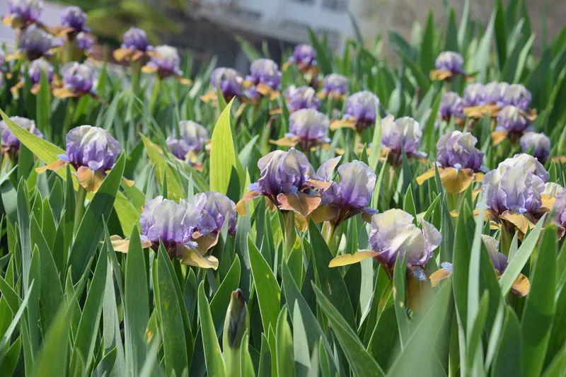 繽紛四月,鳶飛蝶舞,綠城廣場鳶尾花自4月上旬以來陸續綻放,目前已進入