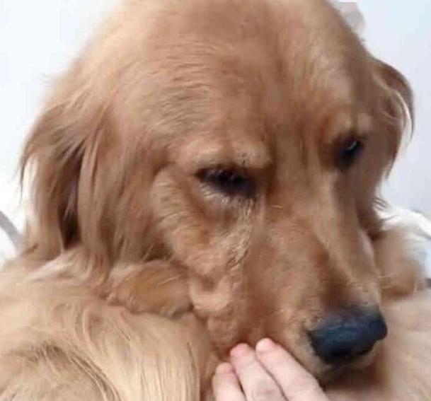 狗狗被逼迫送走很多后金毛临终前主人来探望狗的反应令人伤心