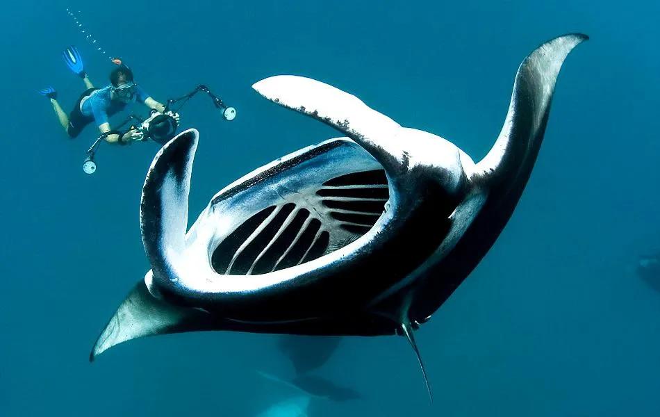 再看又仿佛置身水涟漪中,静中有动,动中有静,让海马7x的"魔鬼鱼仿生