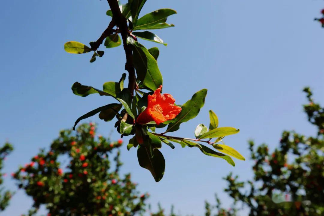 震撼!会理数十万亩石榴花开正艳
