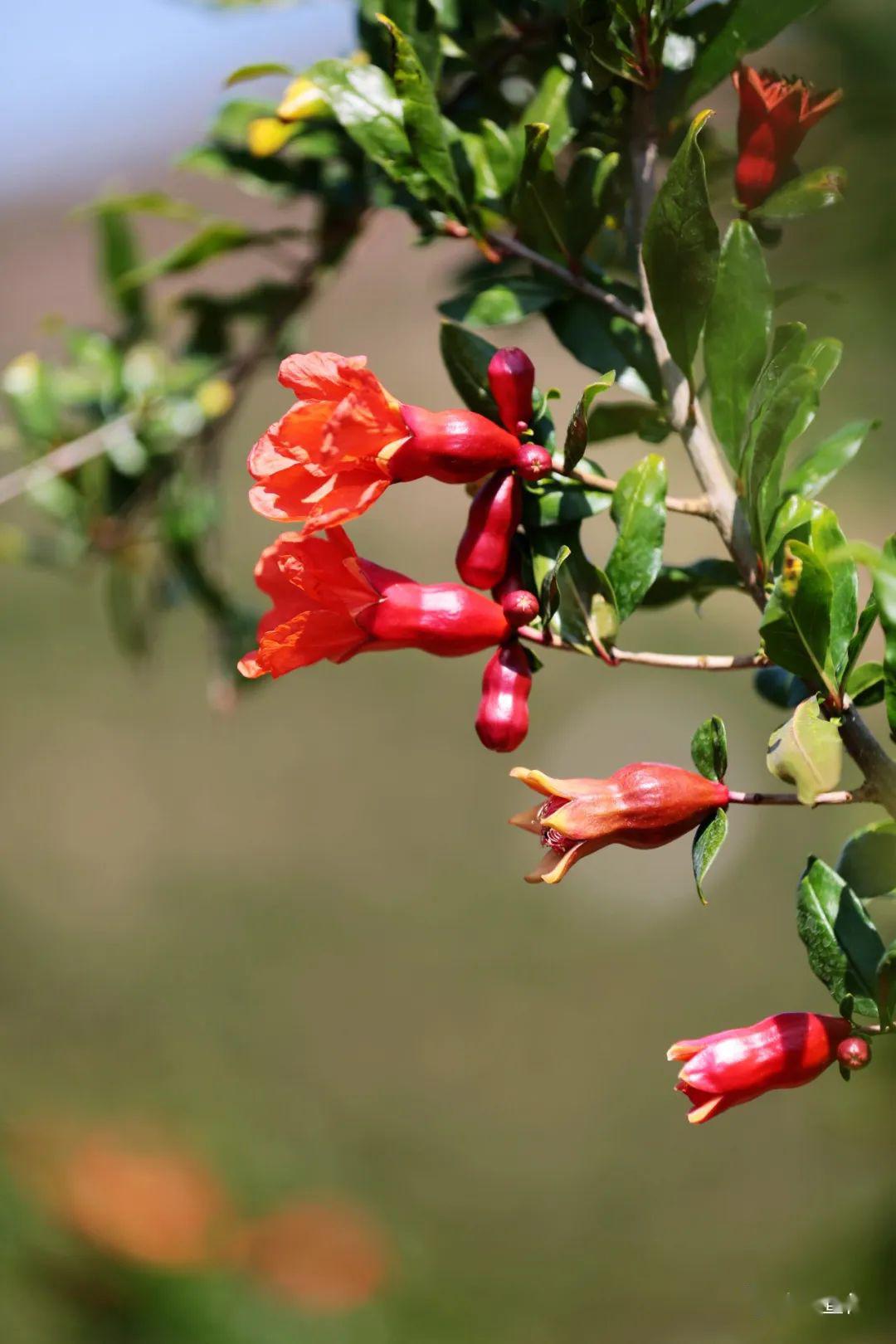 会理数十万亩石榴花开正艳_会理县