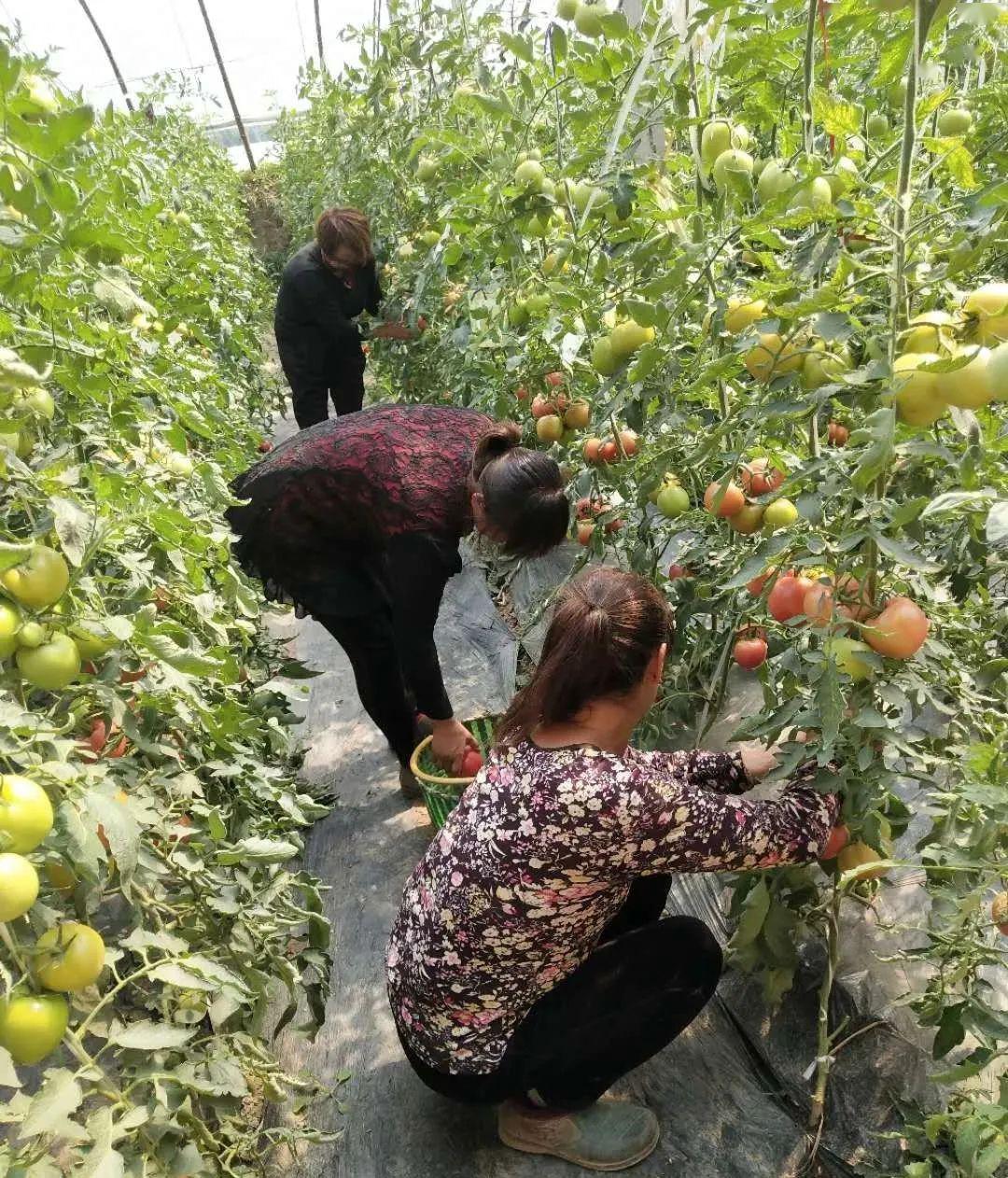 泊头园农种植合作社为贫困户开创新天地
