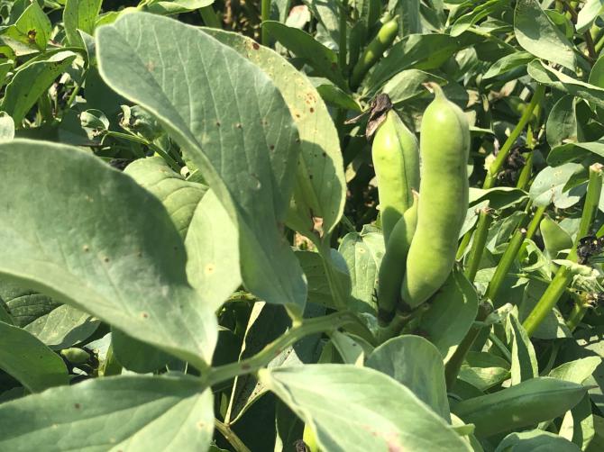 金汇本地豆陆续上市最佳品尝时间约两周