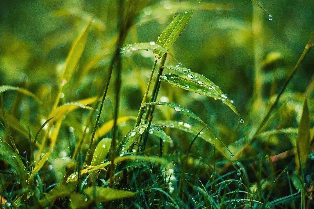 你爱闻的雨后泥土味其实是细菌的"诱饵"
