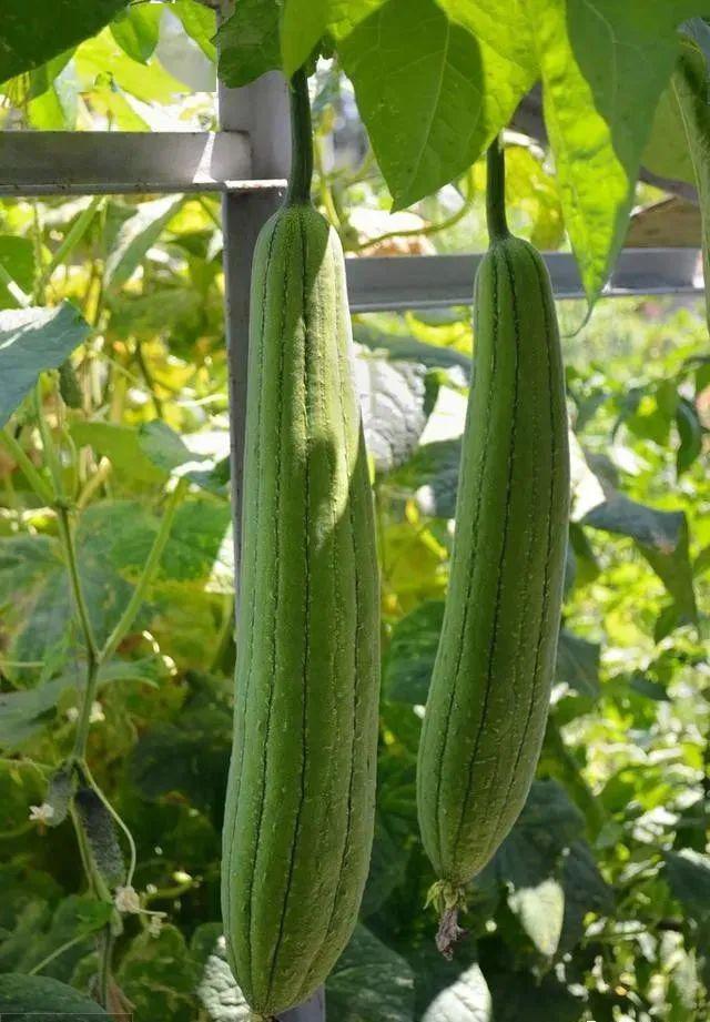 24种最赚钱经济作物你不知道怎么用肥都总结给你收藏好备用