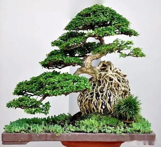 会做盆景造型还不够你还要学会审美