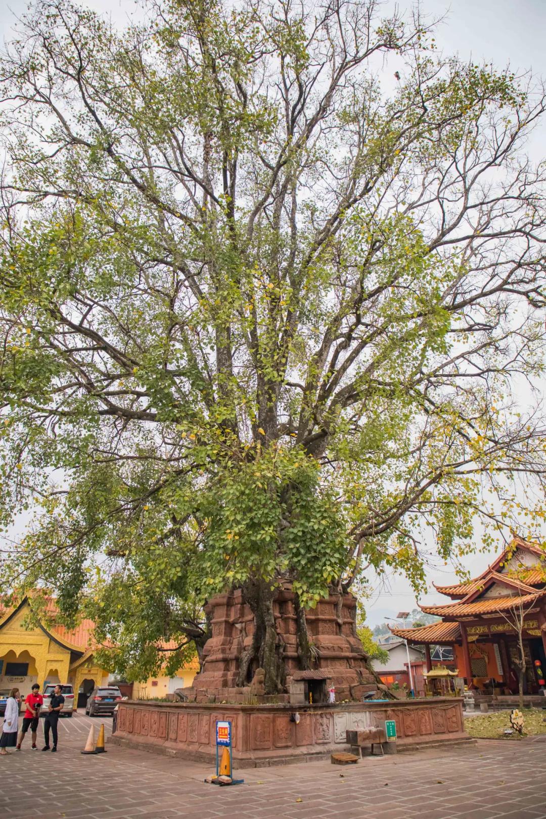 绿都景谷佛迹仙踪熙康云舍养生乐园