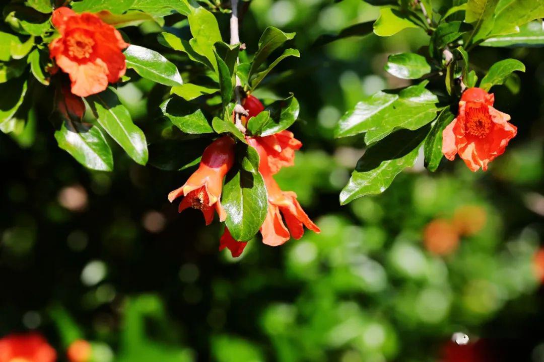 会理数十万亩石榴花开正艳_会理县