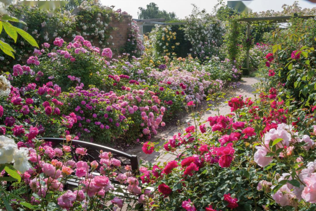 英国月季之父大卫奥斯汀的月季花园最美的月季都在这里