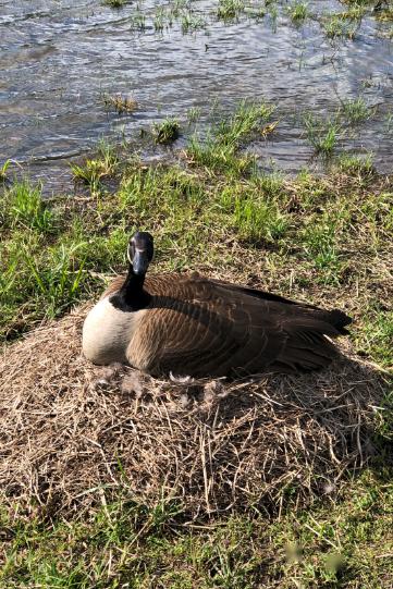 在密苏里州rogersville的小农场里,大雁妈妈又开始孵蛋了,悄悄靠近看