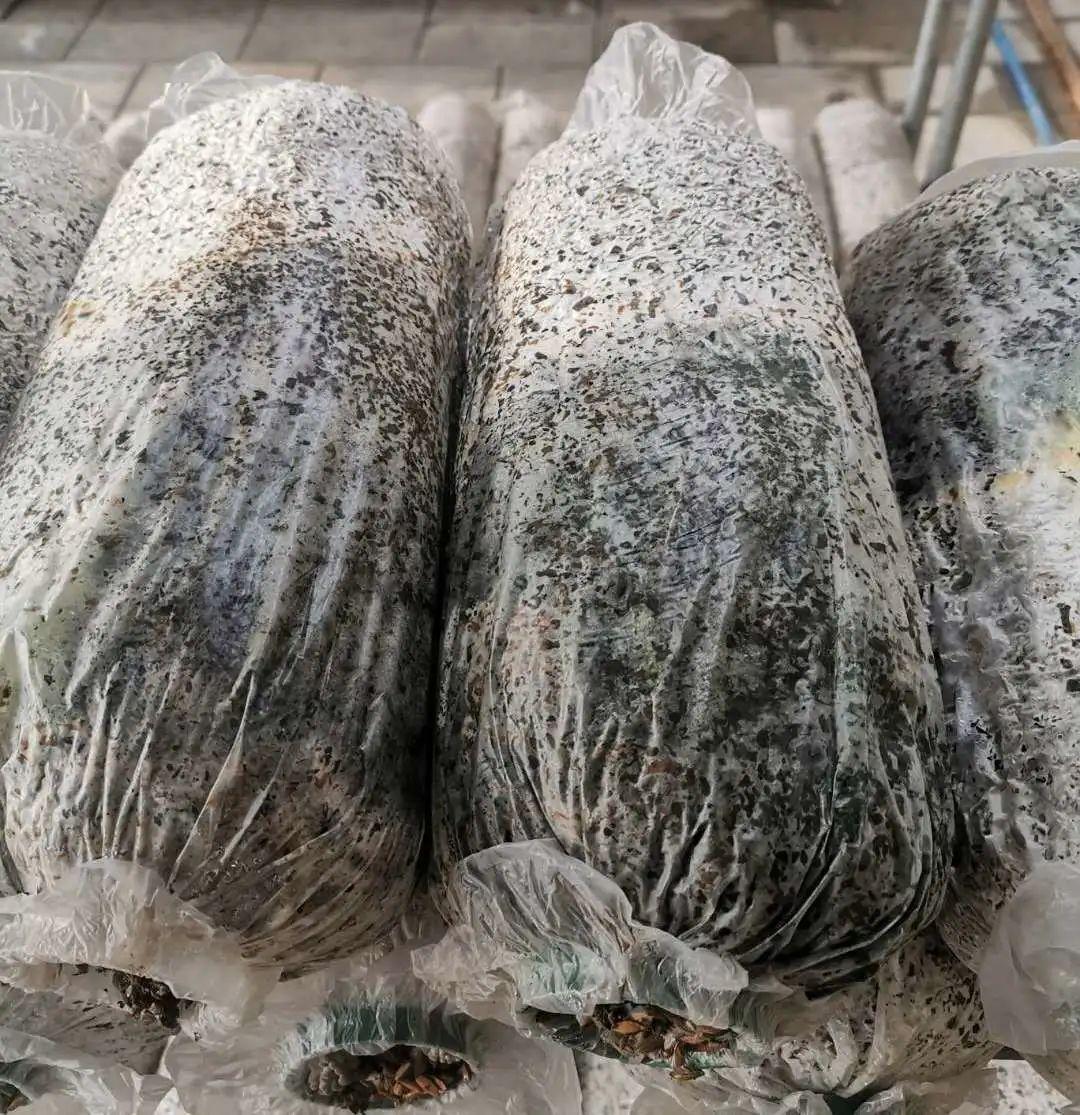 太热了……食用菌生产这样应对!_菌棒