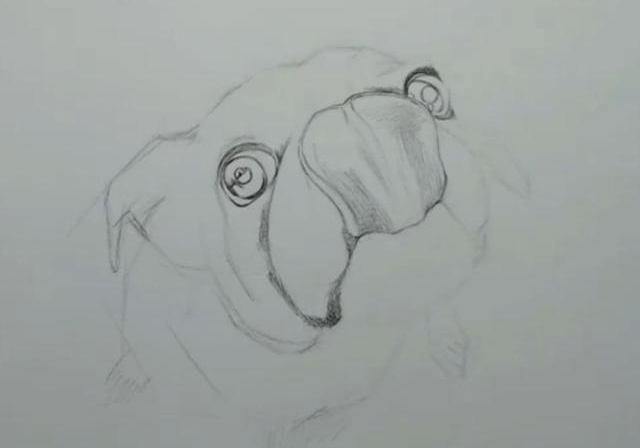 素描狗狗如何画?压痕笔作出毛发效果,栩栩如生的京巴就这样画出