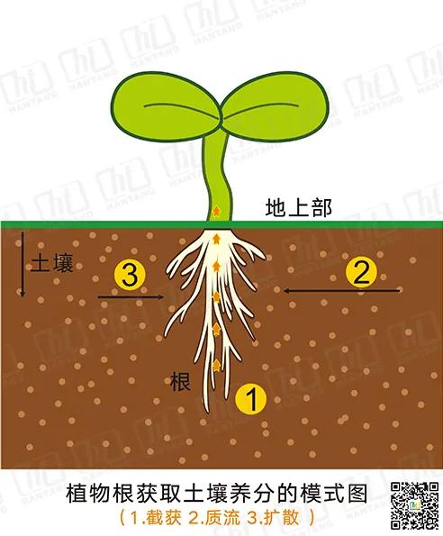 单子叶植物根系图片