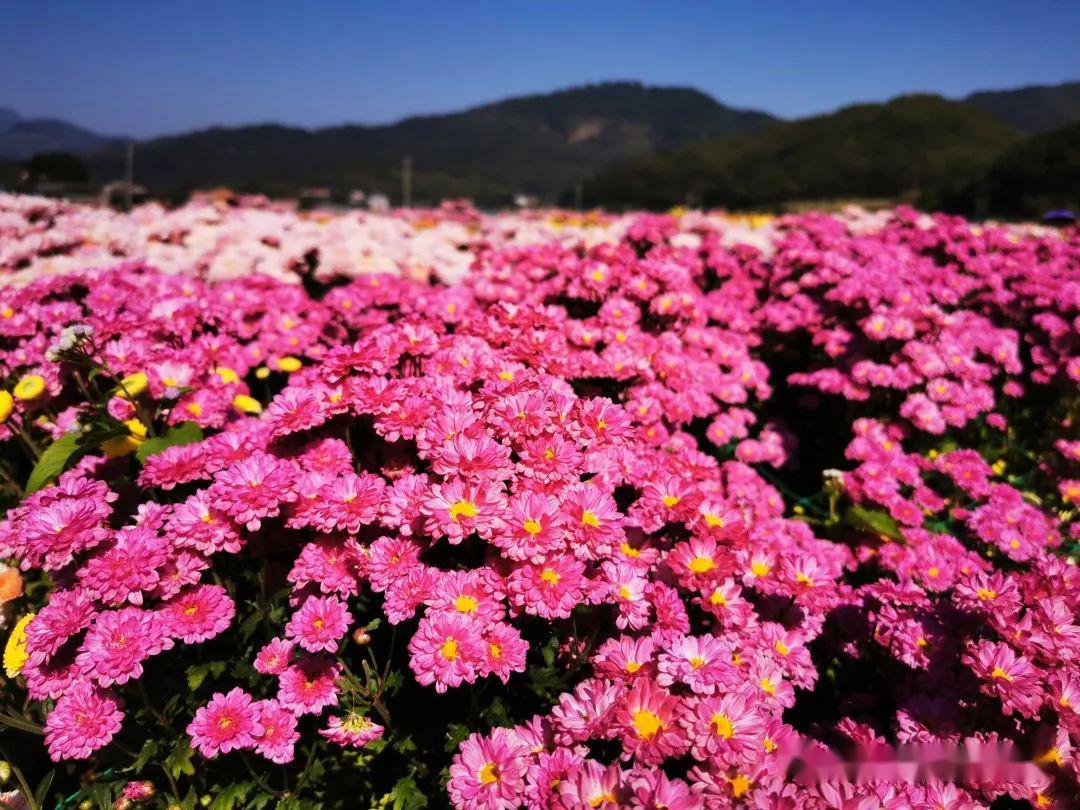 出发地:永安报价:168元/人日期:5月1日,3日,5日尤溪武洋花天下一日游