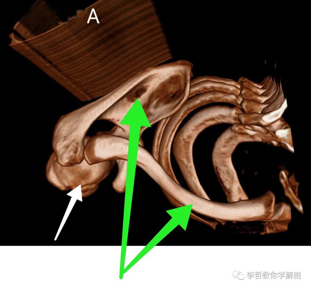 肩帶前方有胸骨與兩個鎖骨綠色:鎖骨白色:胸骨後方有兩塊肩胛骨胸鎖