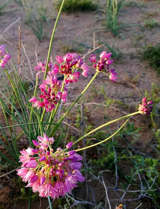 野生沙葱既美味又美丽想品尝它的美味就来泰真肥牛吧相信这天然绿色
