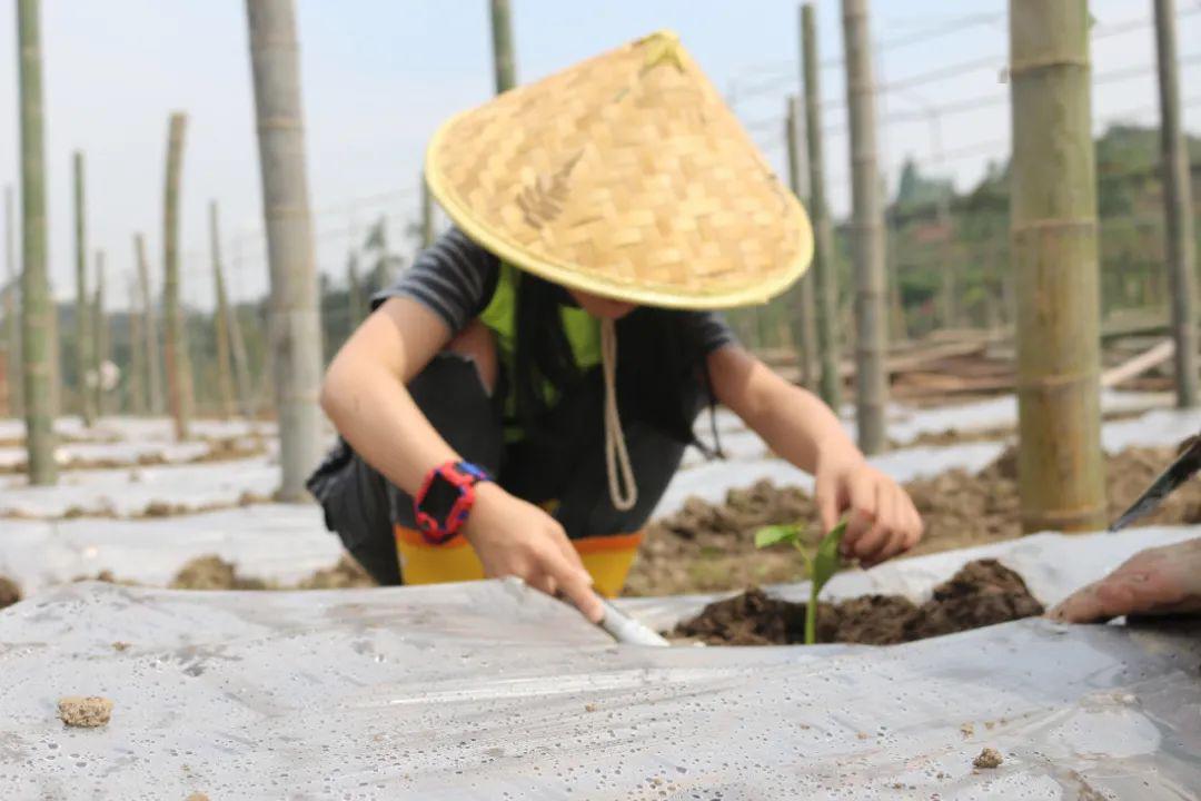 农耕研学丨都市小农夫垦地播种精心灌溉采摘