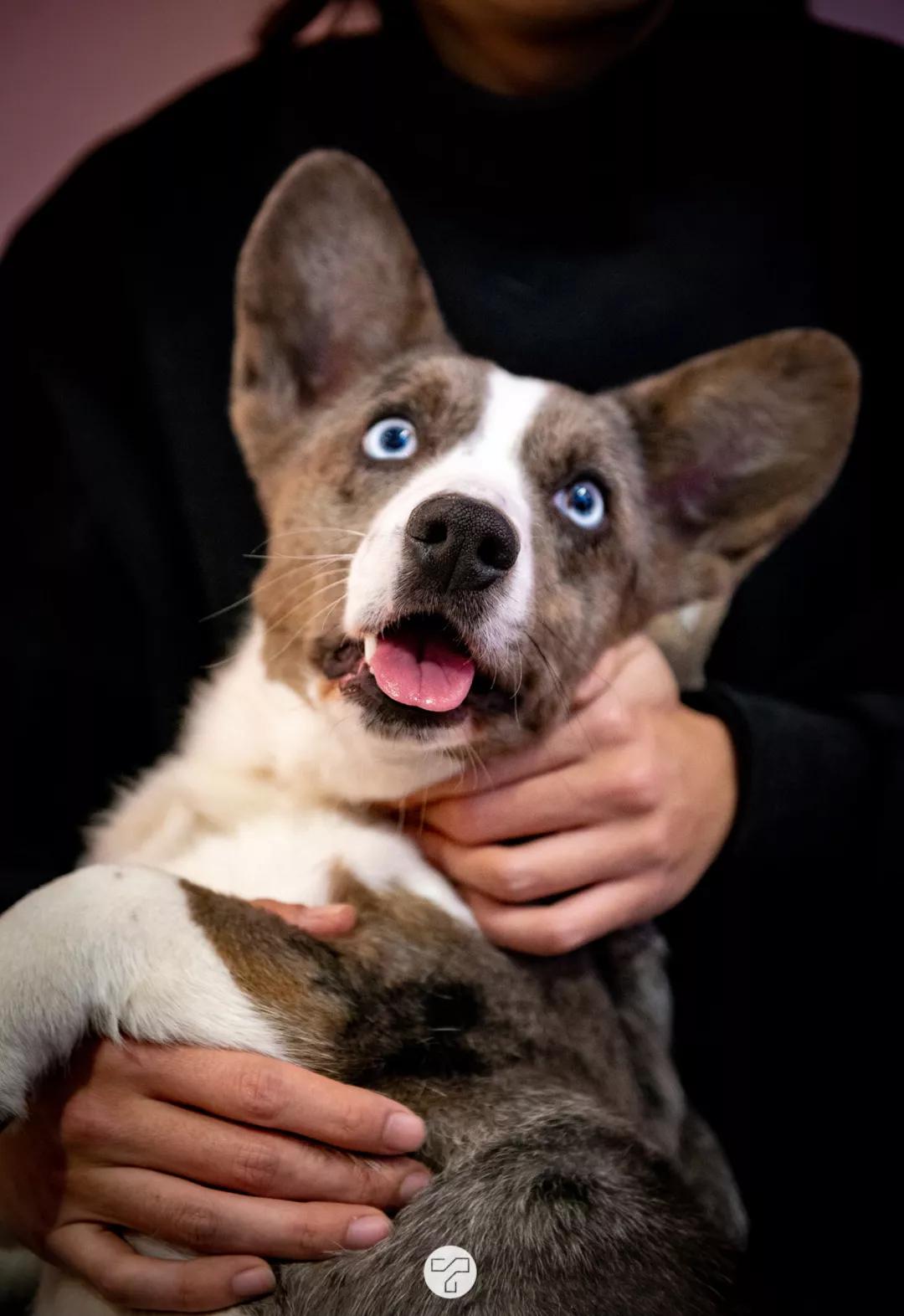 軟fufu的臉蛋隨意蹂躪隕石色毛髮,湛藍色的眼睛的卡迪根犬斯慕吉是