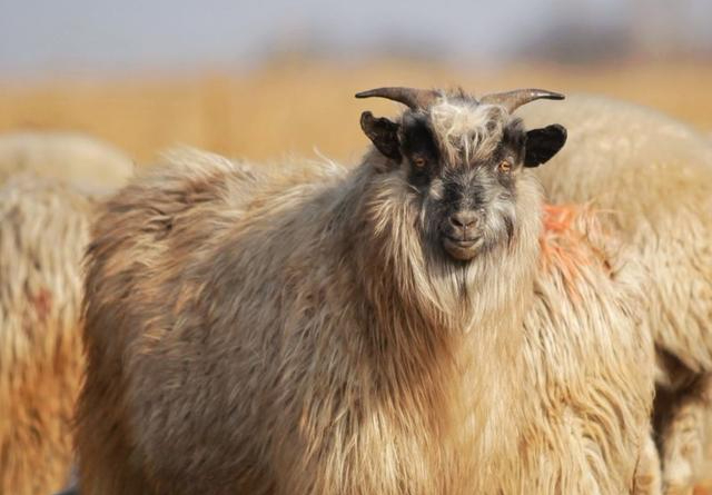 饲养绒山羊快速提高效益的技术方法
