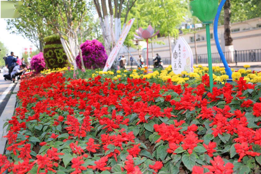 我们约卉吧商河温泉花卉扮靓济南大街小巷