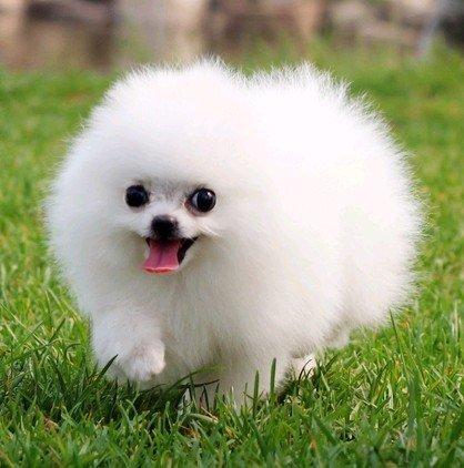 英系和美系博美犬,傻傻分不清楚,现在告诉你它们的区别!