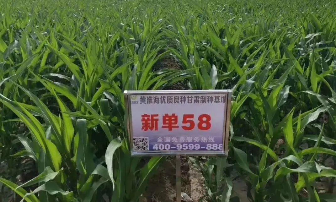 鸿翔518玉米品种简介图片